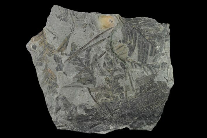 Pennsylvanian Fern (Alethopteris) Plate - Kentucky #137735